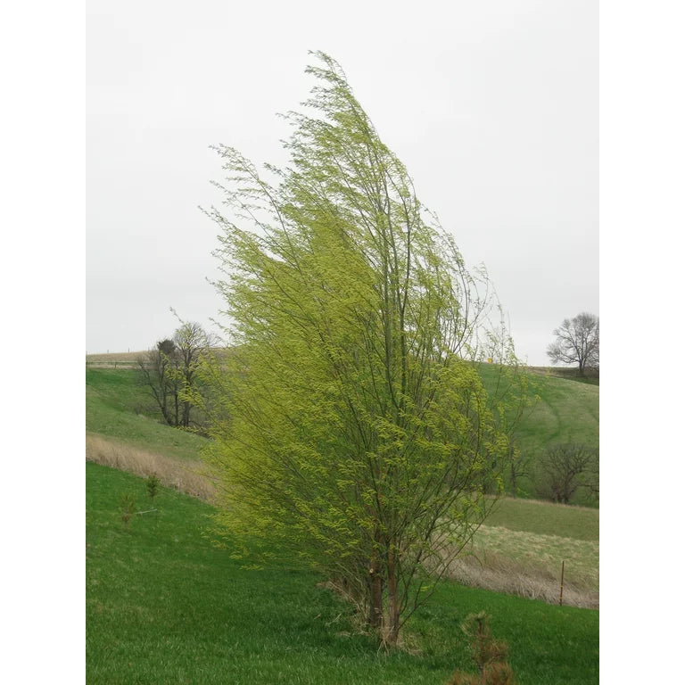 Willow Tree Sapling