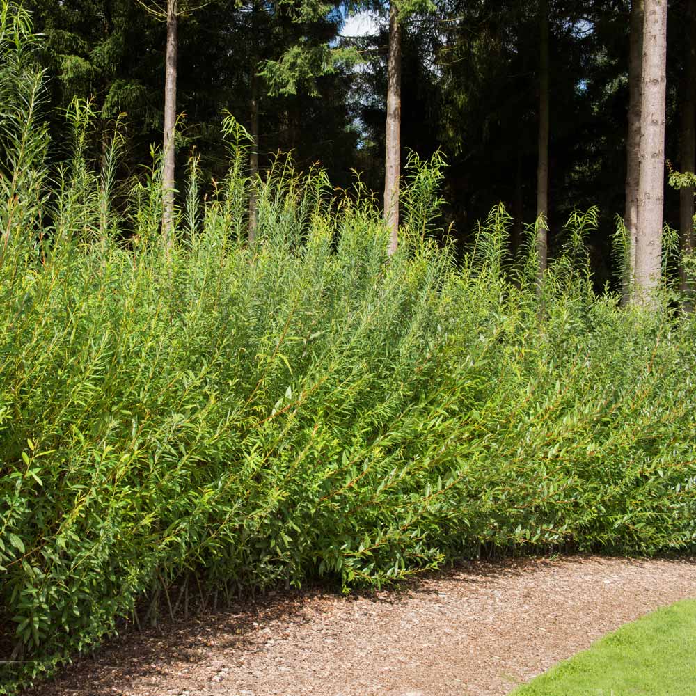 Willow Tree Sapling