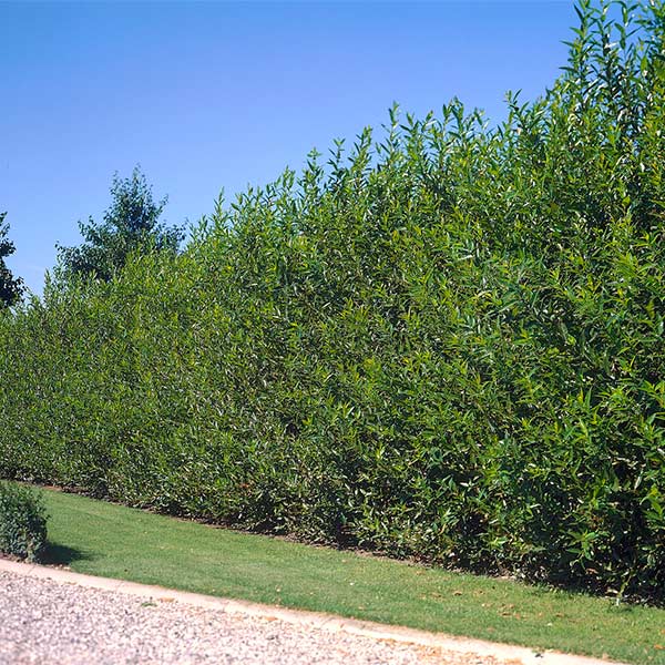 Willow Tree Sapling