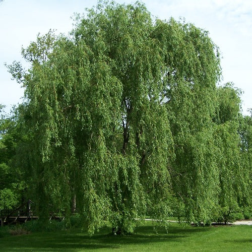 Willow Tree Sapling