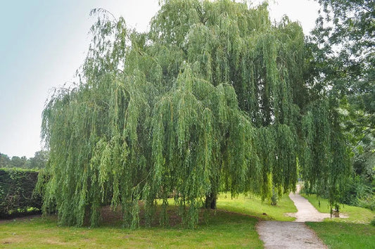 Willow Tree Sapling
